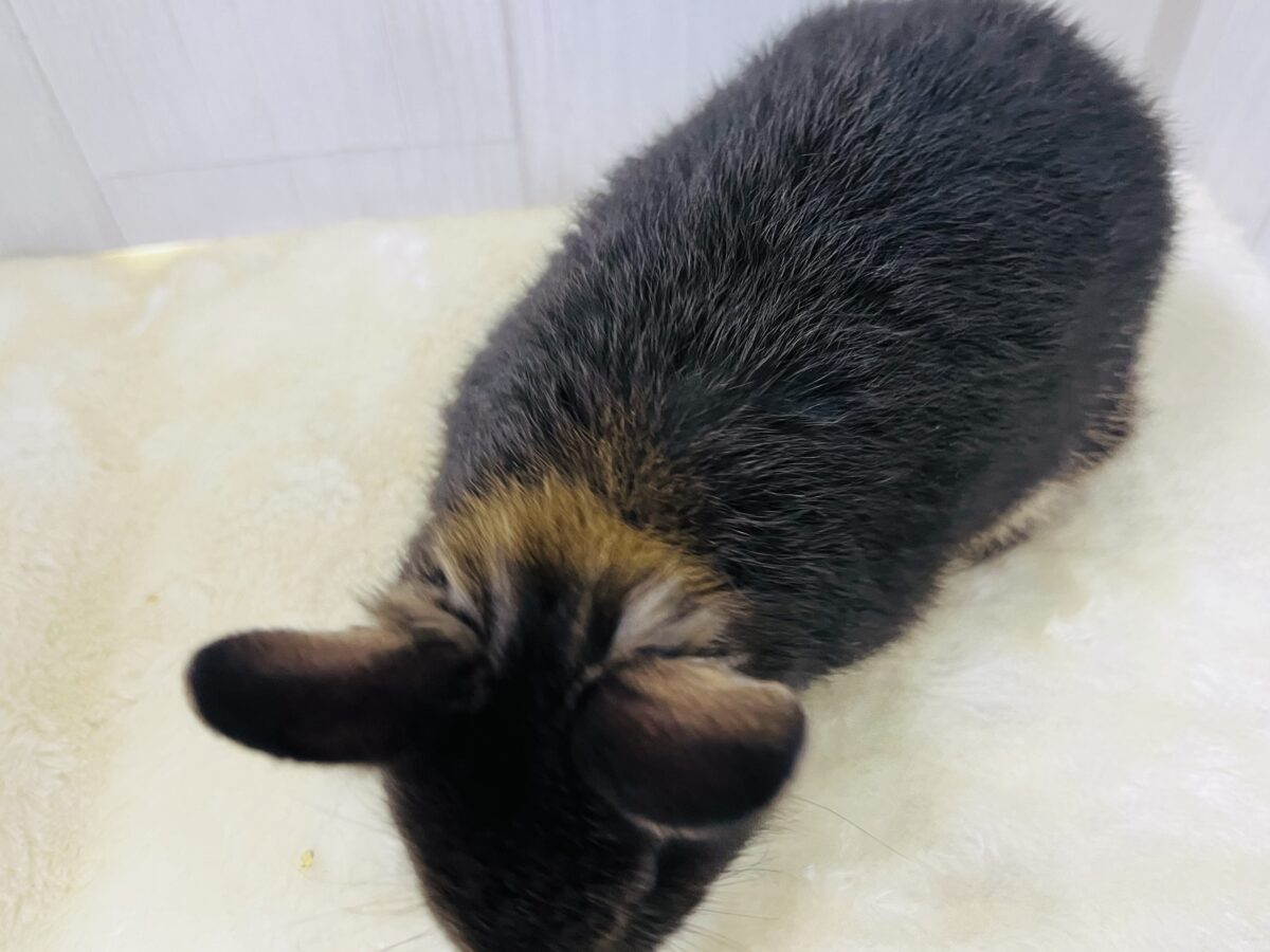 ネザーランドドワーフ
