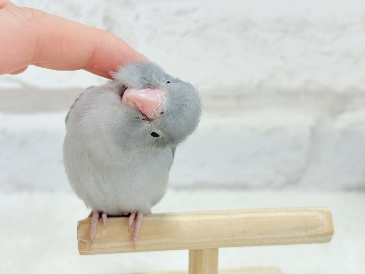 マメルリハ