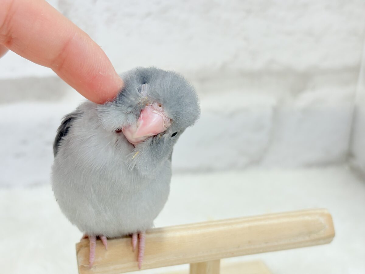 マメルリハ