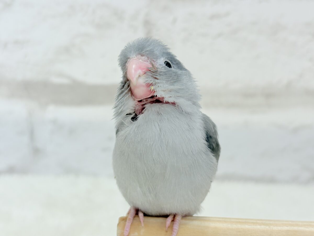 マメルリハ