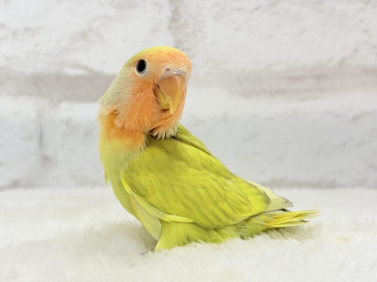 コザクラインコ（小桜インコ）