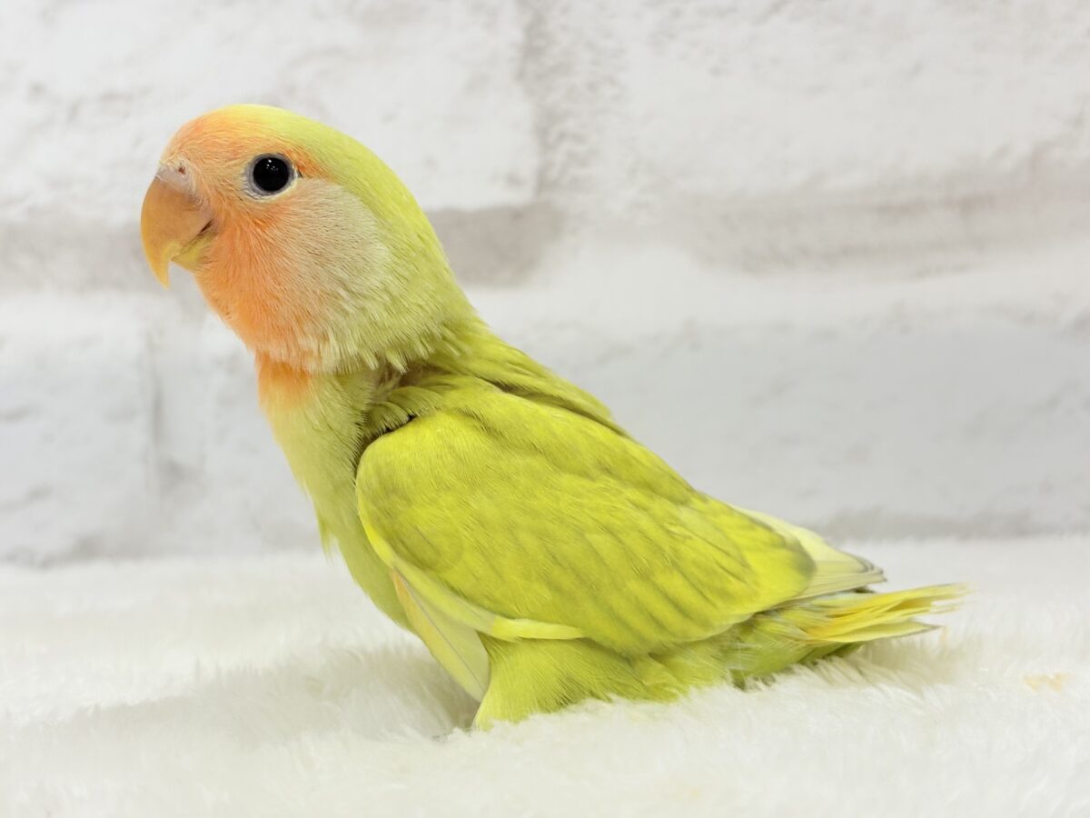 コザクラインコ（小桜インコ）