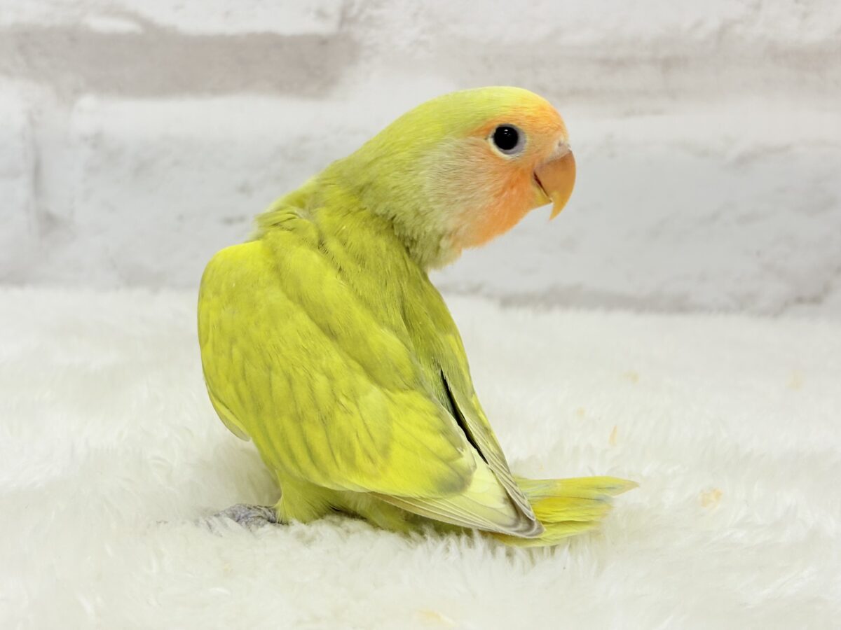 【最新画像更新🪄】わくわくの詰め合わせ🐣🎁💕コザクラインコ ヒナ コザクラインコ(小桜インコ)