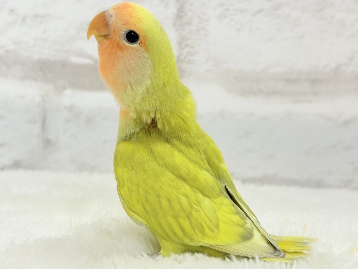 【最新画像更新🪄】わくわくの詰め合わせ🐣🎁💕コザクラインコ ヒナ コザクラインコ(小桜インコ)