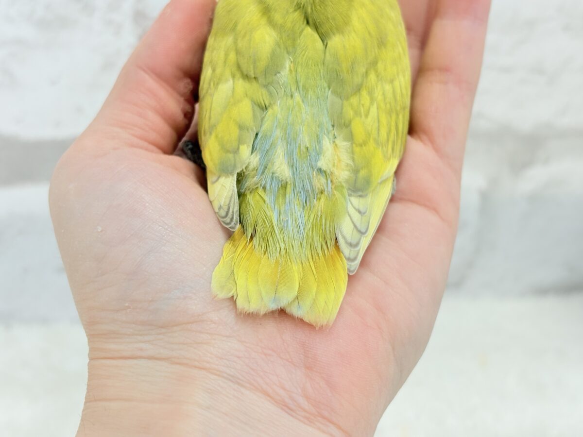 【最新画像更新🪄】わくわくの詰め合わせ🐣🎁💕コザクラインコ ヒナ コザクラインコ(小桜インコ)