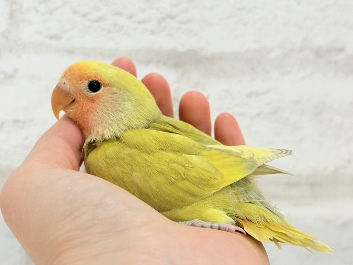 コザクラインコ（小桜インコ）
