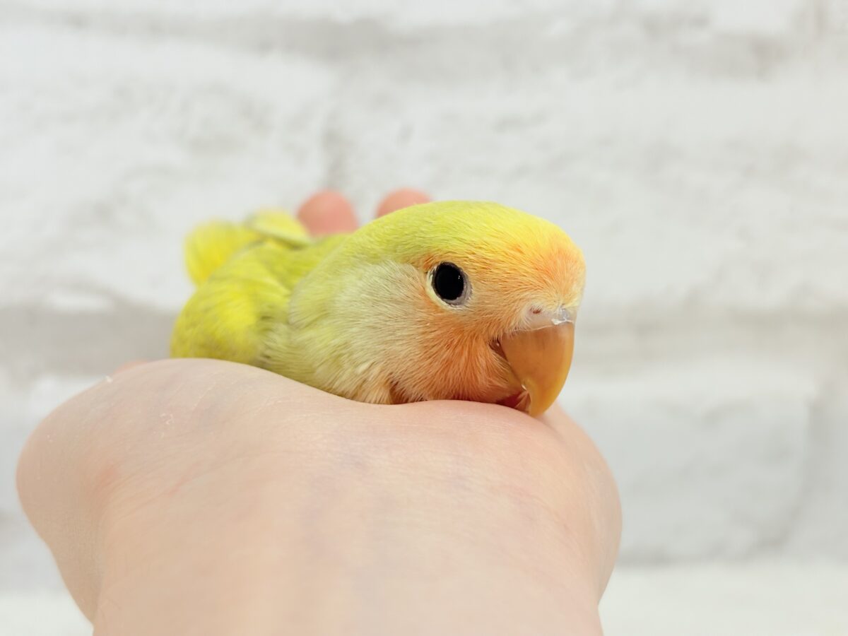 コザクラインコ（小桜インコ）