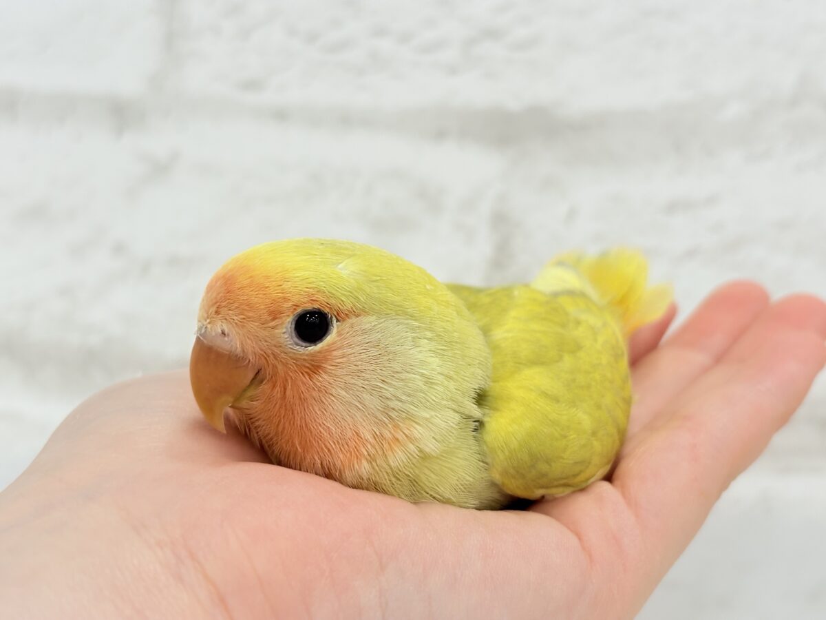 【最新画像更新🪄】わくわくの詰め合わせ🐣🎁💕コザクラインコ ヒナ コザクラインコ(小桜インコ)
