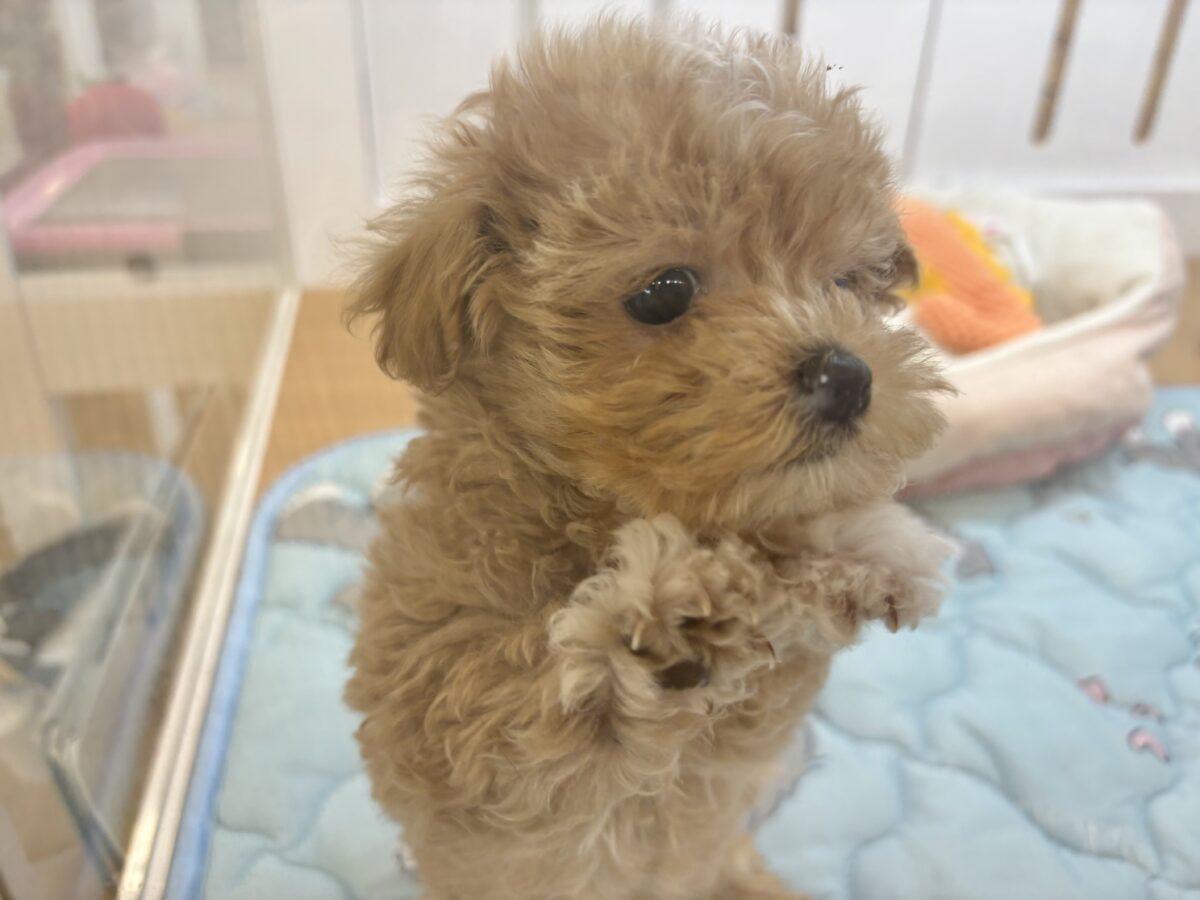 マルプー