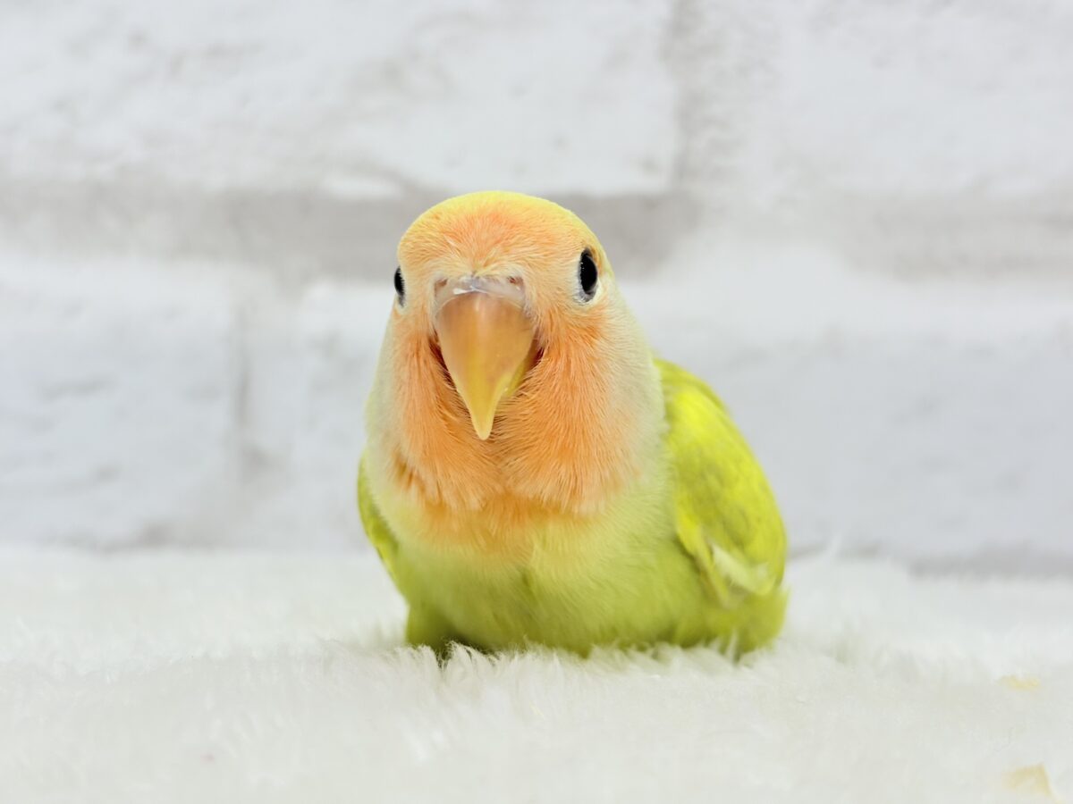 コザクラインコ（小桜インコ）