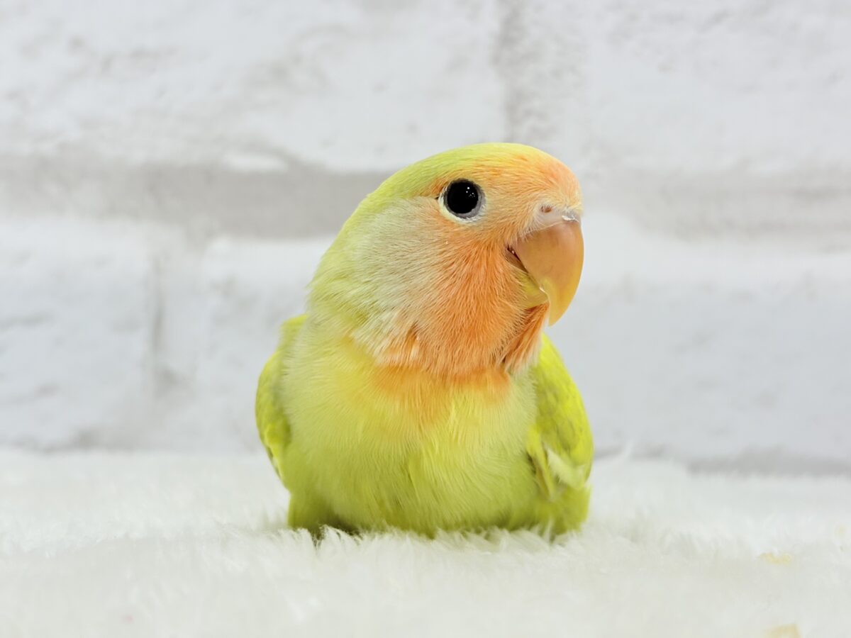 コザクラインコ（小桜インコ）