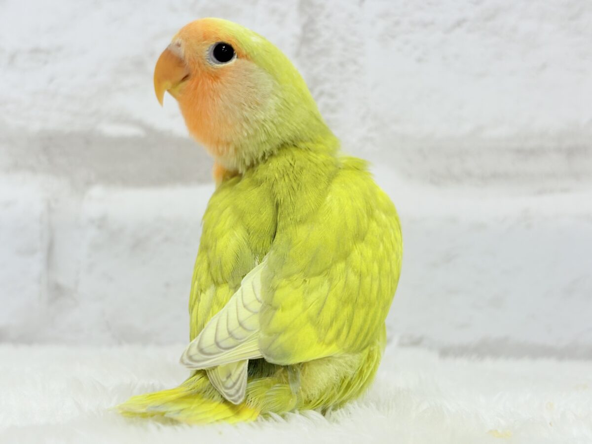コザクラインコ（小桜インコ）