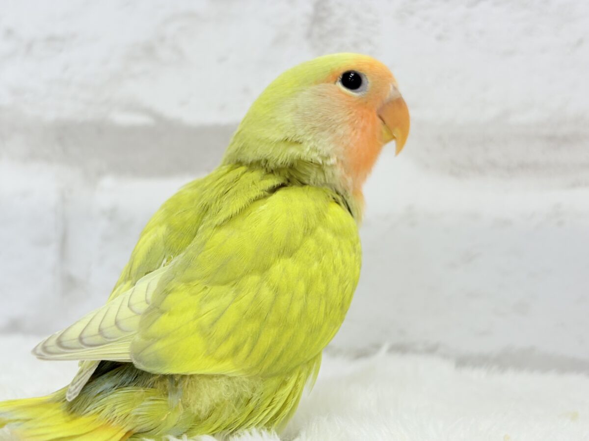コザクラインコ（小桜インコ）