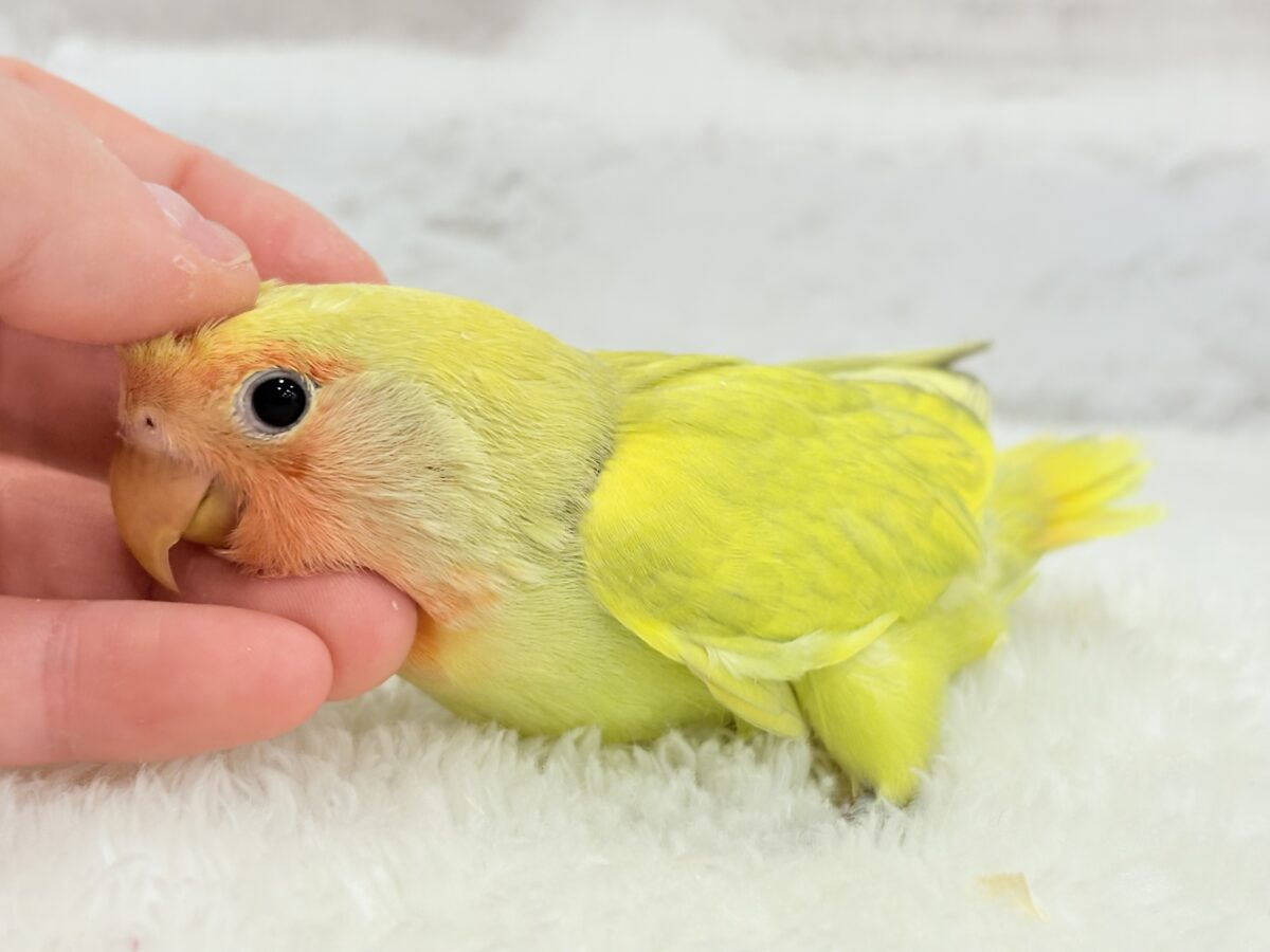 コザクラインコ（小桜インコ）
