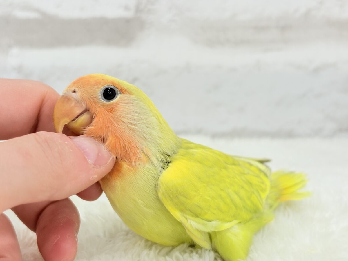 コザクラインコ（小桜インコ）