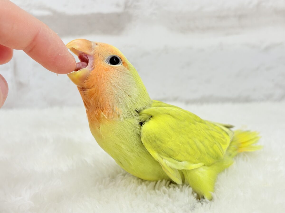 コザクラインコ（小桜インコ）