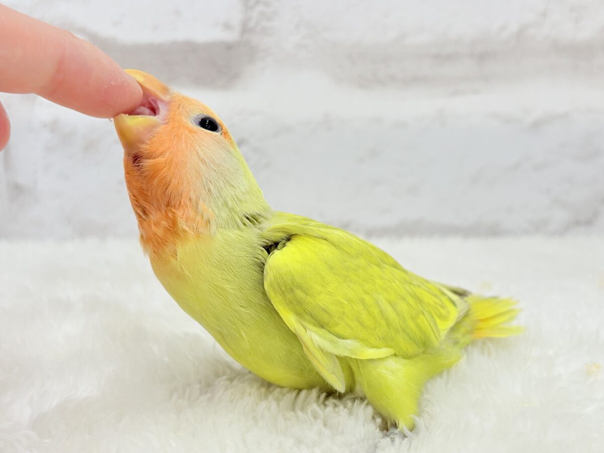 【最新画像更新🪄】わくわくの詰め合わせ🐣🎁💕コザクラインコ ヒナ コザクラインコ(小桜インコ)