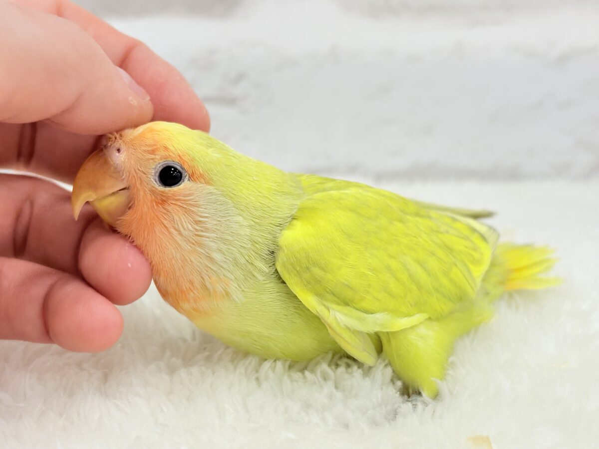【最新画像更新🪄】わくわくの詰め合わせ🐣🎁💕コザクラインコ ヒナ コザクラインコ(小桜インコ)