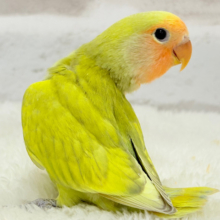 【最新画像更新🪄】わくわくの詰め合わせ🐣🎁💕コザクラインコ ヒナ