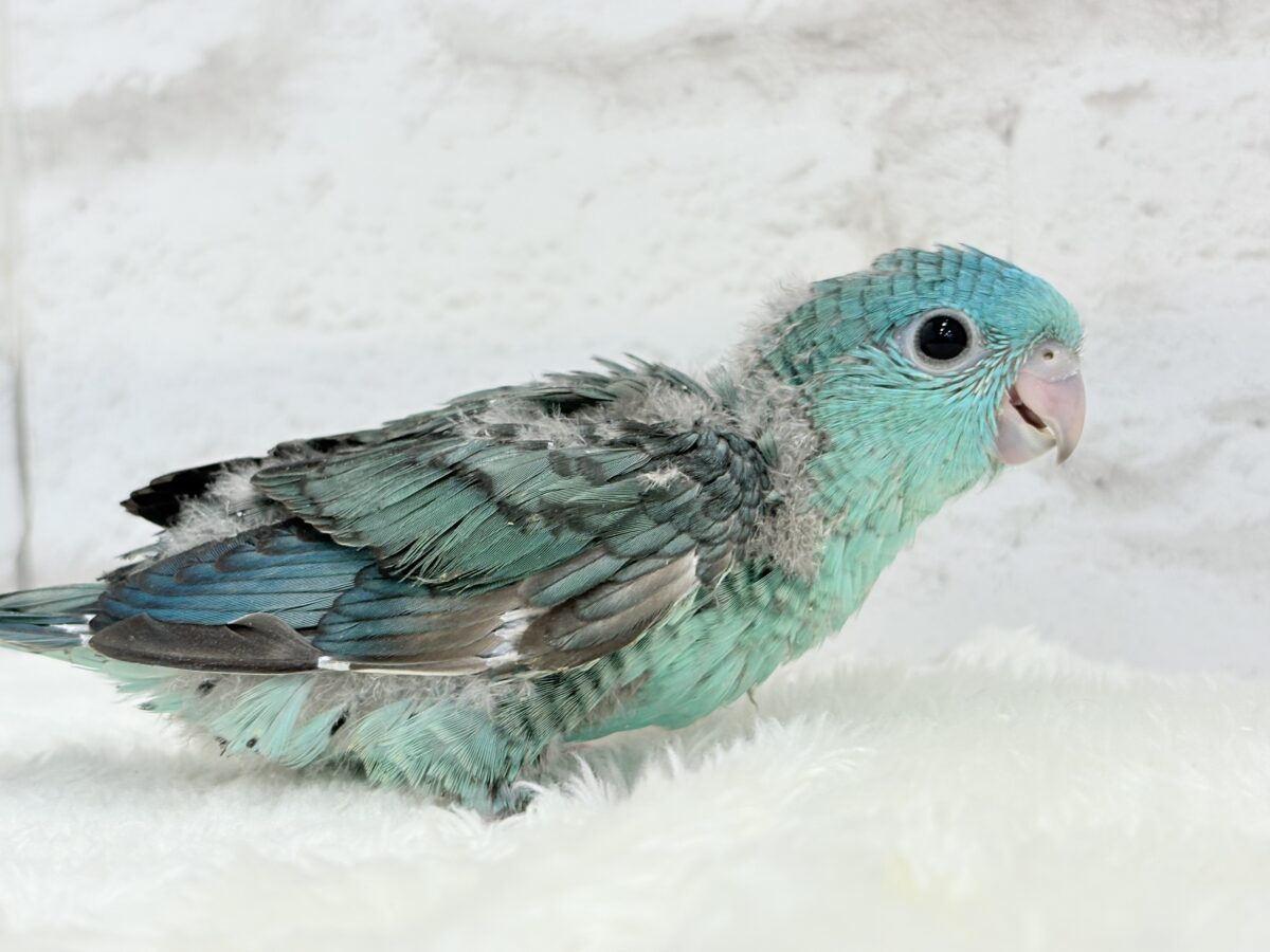 サザナミインコ