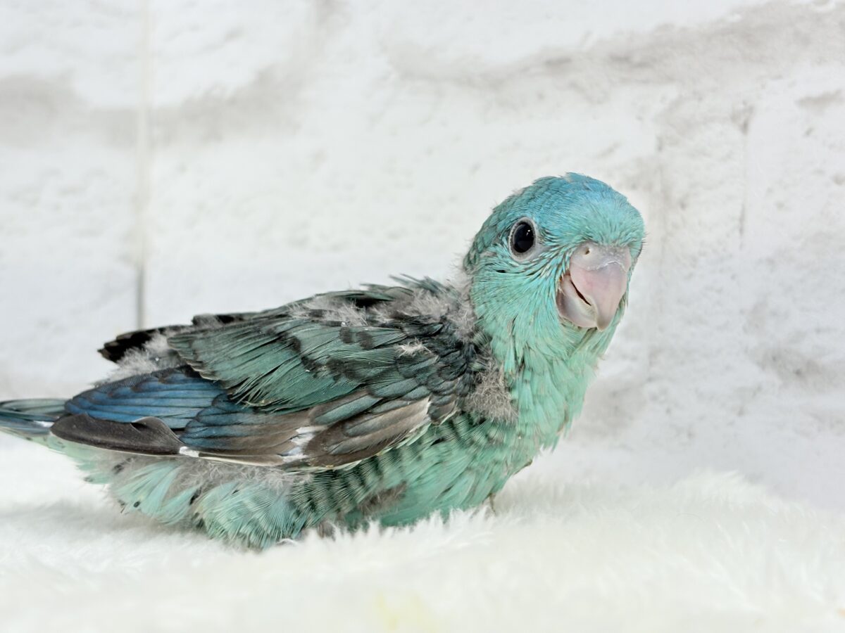 サザナミインコ