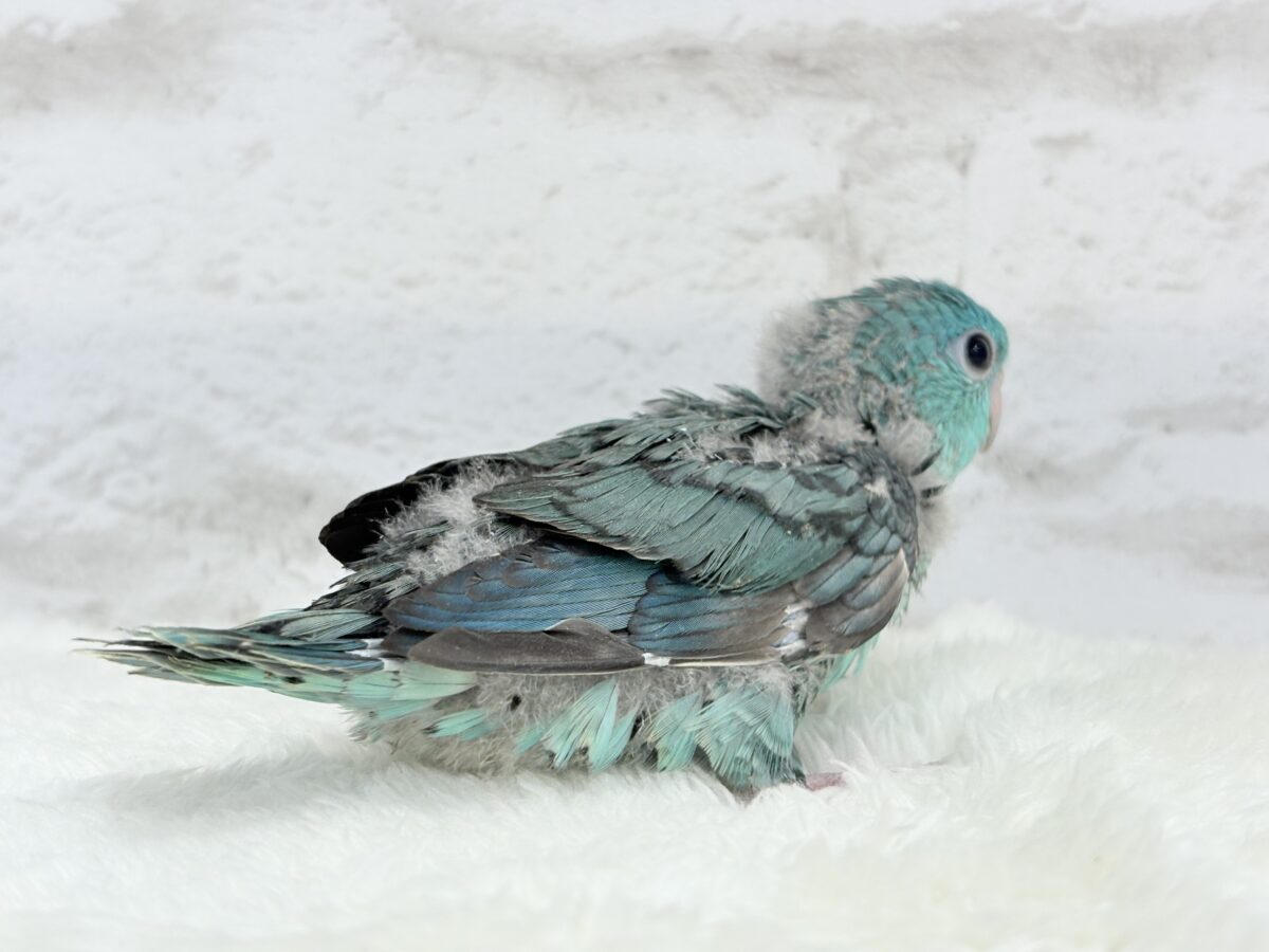 サザナミインコ