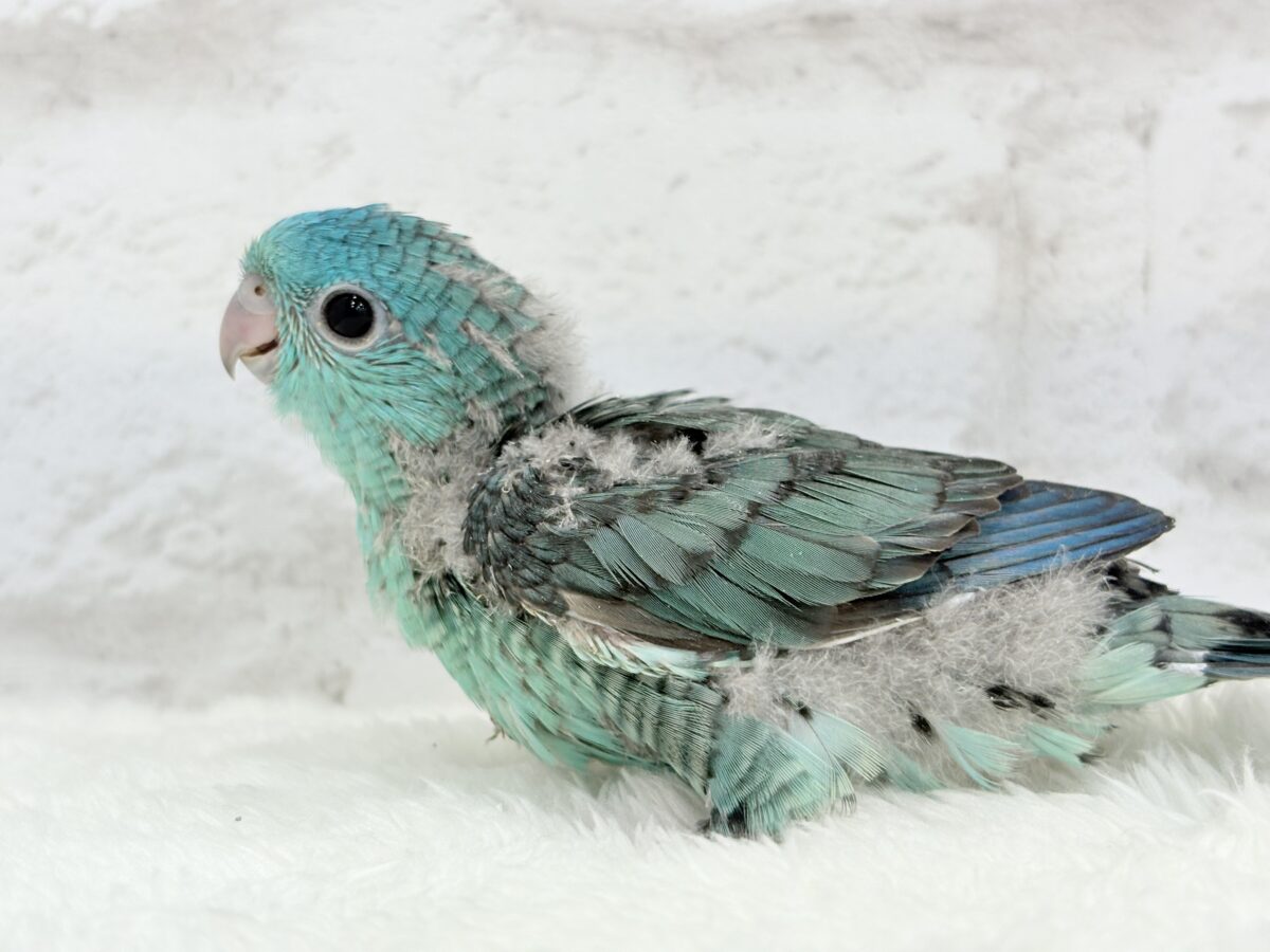 サザナミインコ
