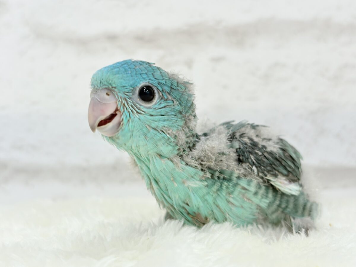サザナミインコ