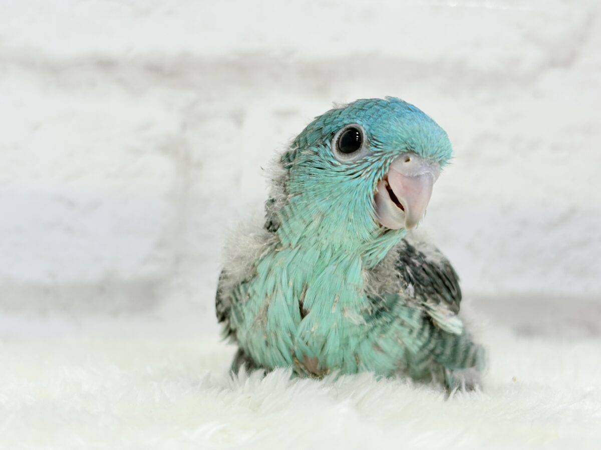サザナミインコ