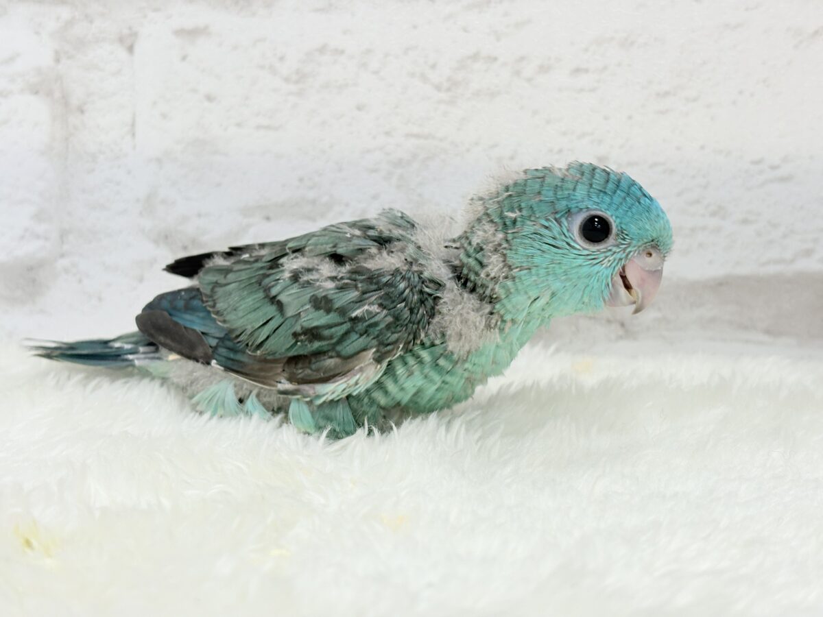 サザナミインコ
