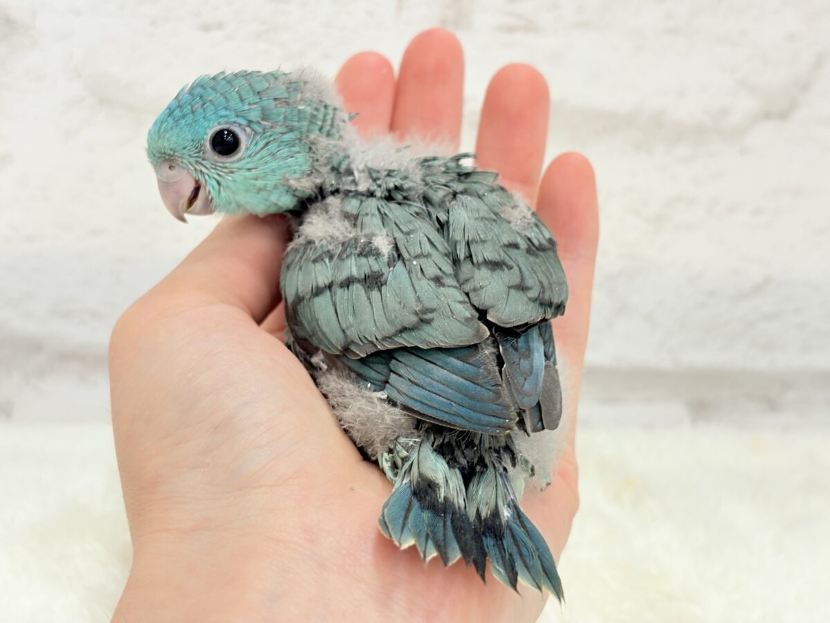 サザナミインコ
