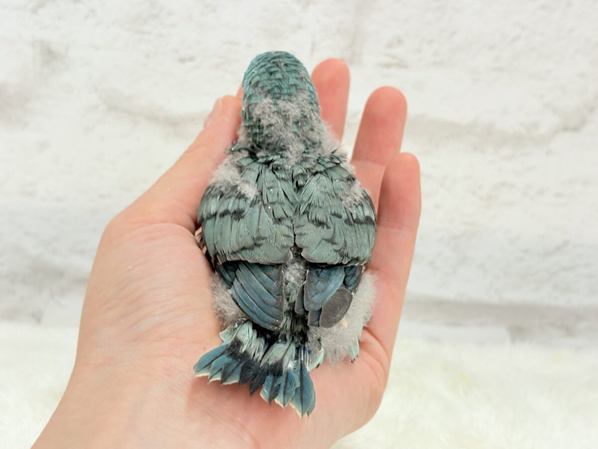 サザナミインコ