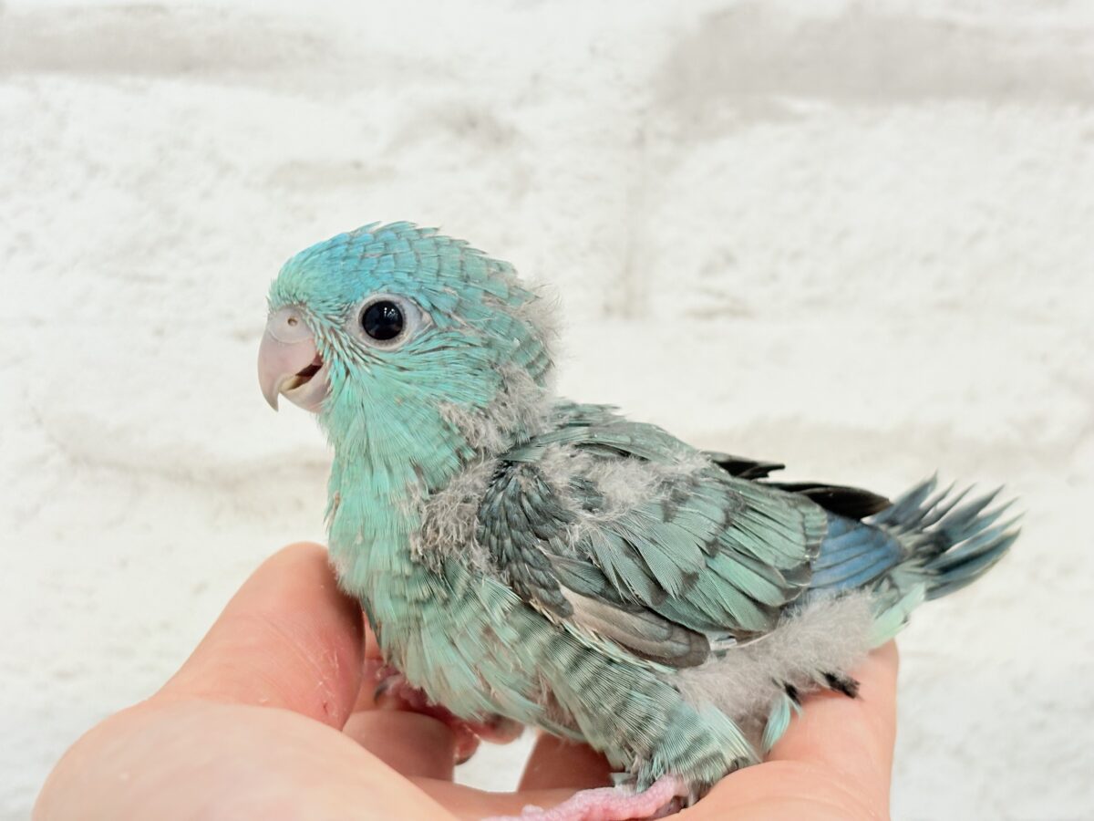 サザナミインコ