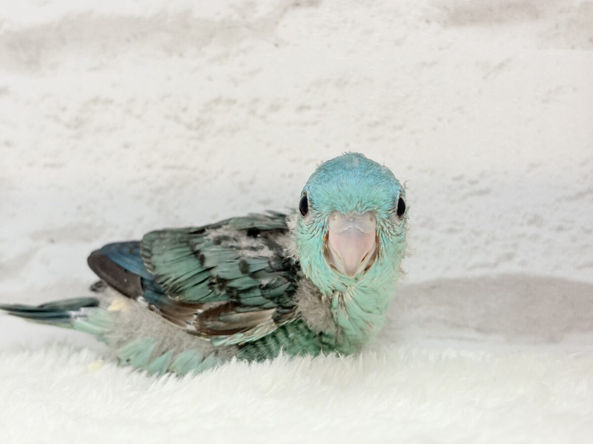サザナミインコ