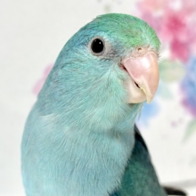 マメルリハ  ターコイズルチダー  💚🐬💎