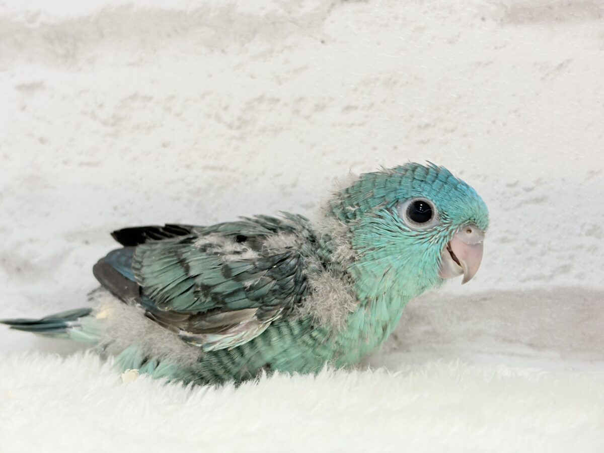 サザナミインコ