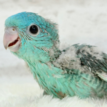 可愛すぎ注意💖サザナミインコ(ターコイズ) ヒナ