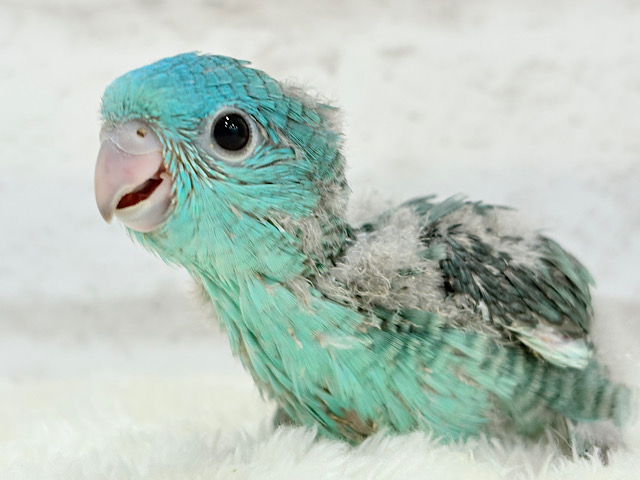 可愛すぎ注意💖サザナミインコ(ターコイズ) ヒナ