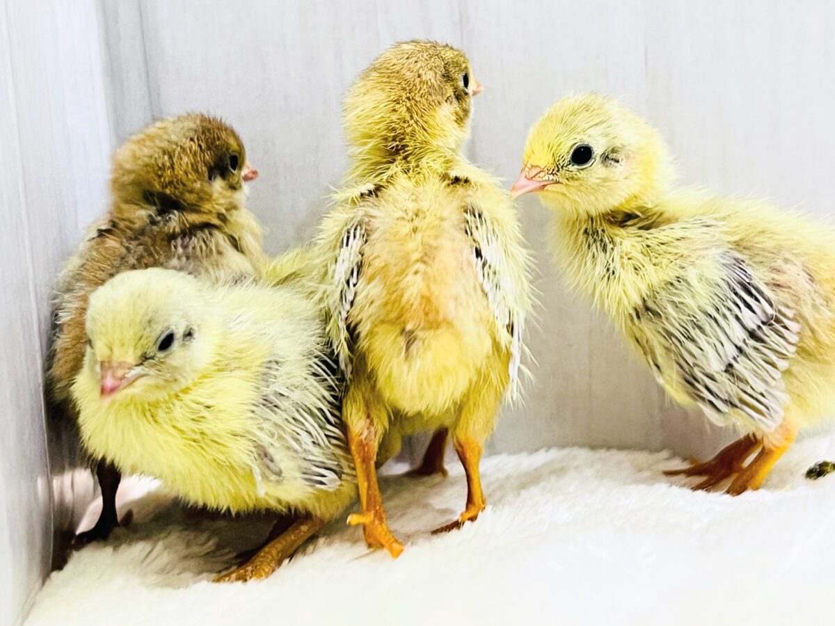 ヒメウズラ
