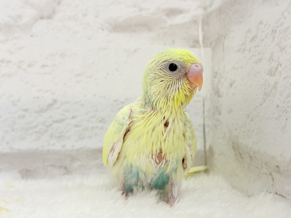 セキセイインコ