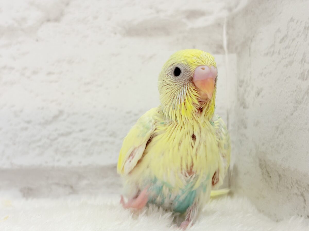 セキセイインコ