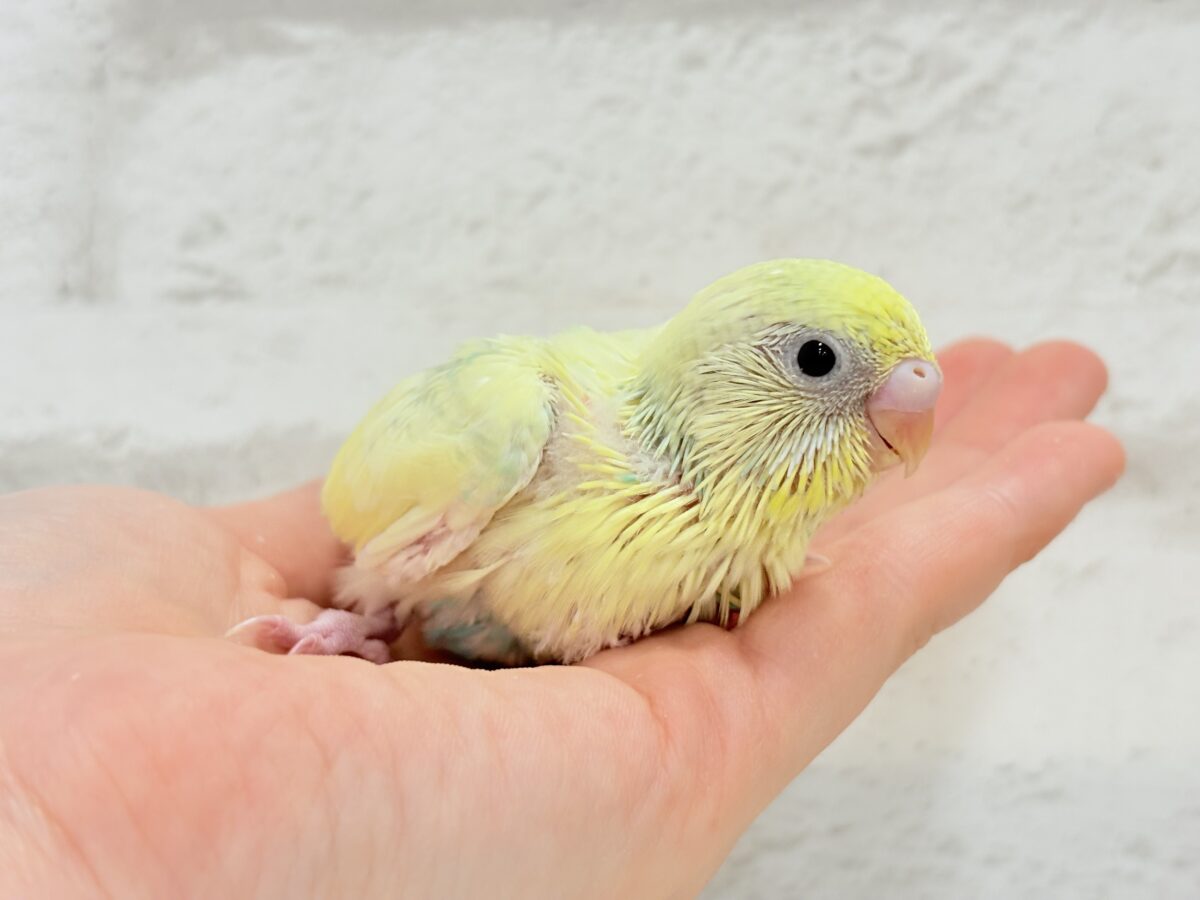 セキセイインコ