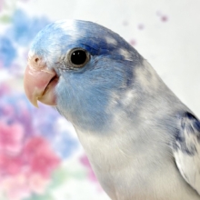 マメルリハ  ヘビーパイドコバルト  男の子  💙‎🤍🪼