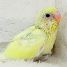 お花みたいな色合い🐣🌼セキセイインコ(パステルカラーレインボーパイド) ヒナ