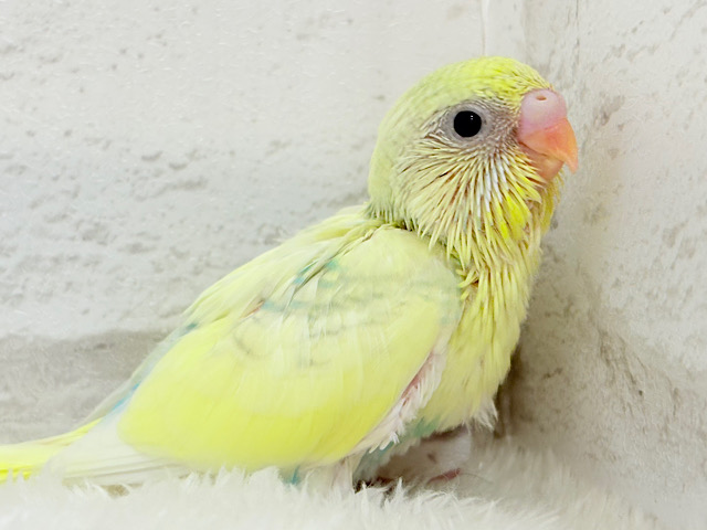 お花みたいな色合い🐣🌼セキセイインコ(パステルカラーレインボーパイド) ヒナ