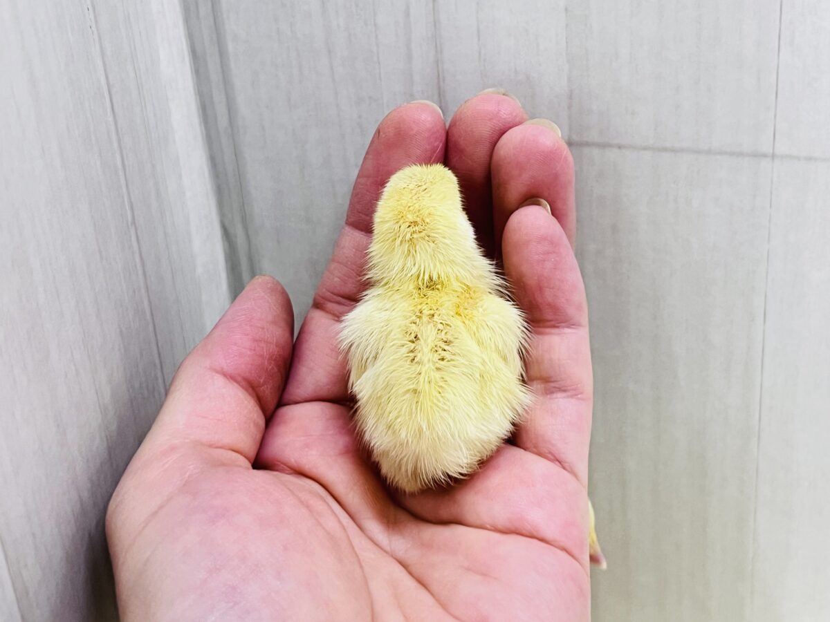 白ウズラ