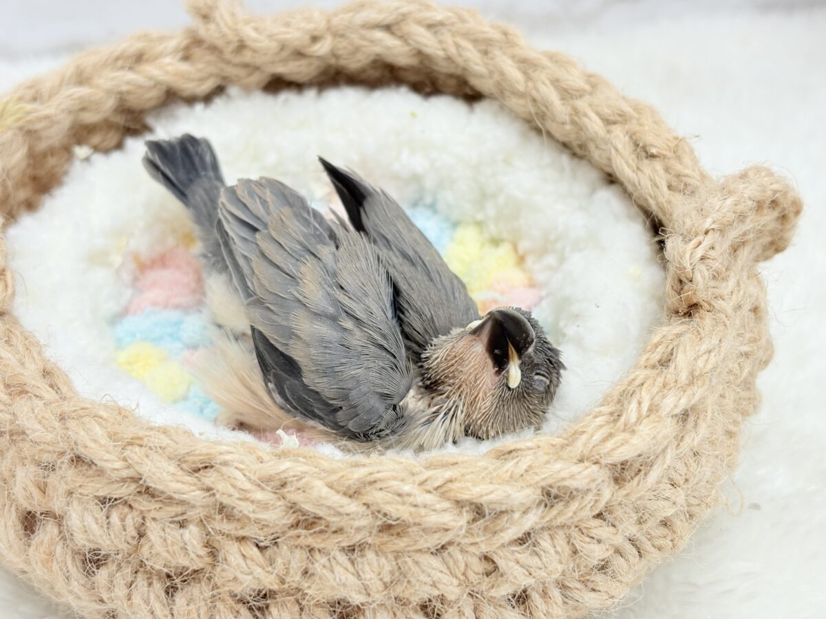 桜文鳥