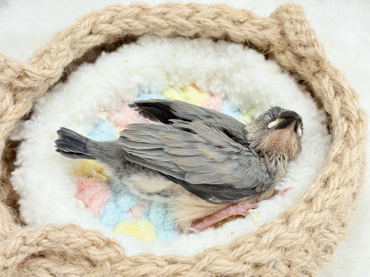 桜文鳥