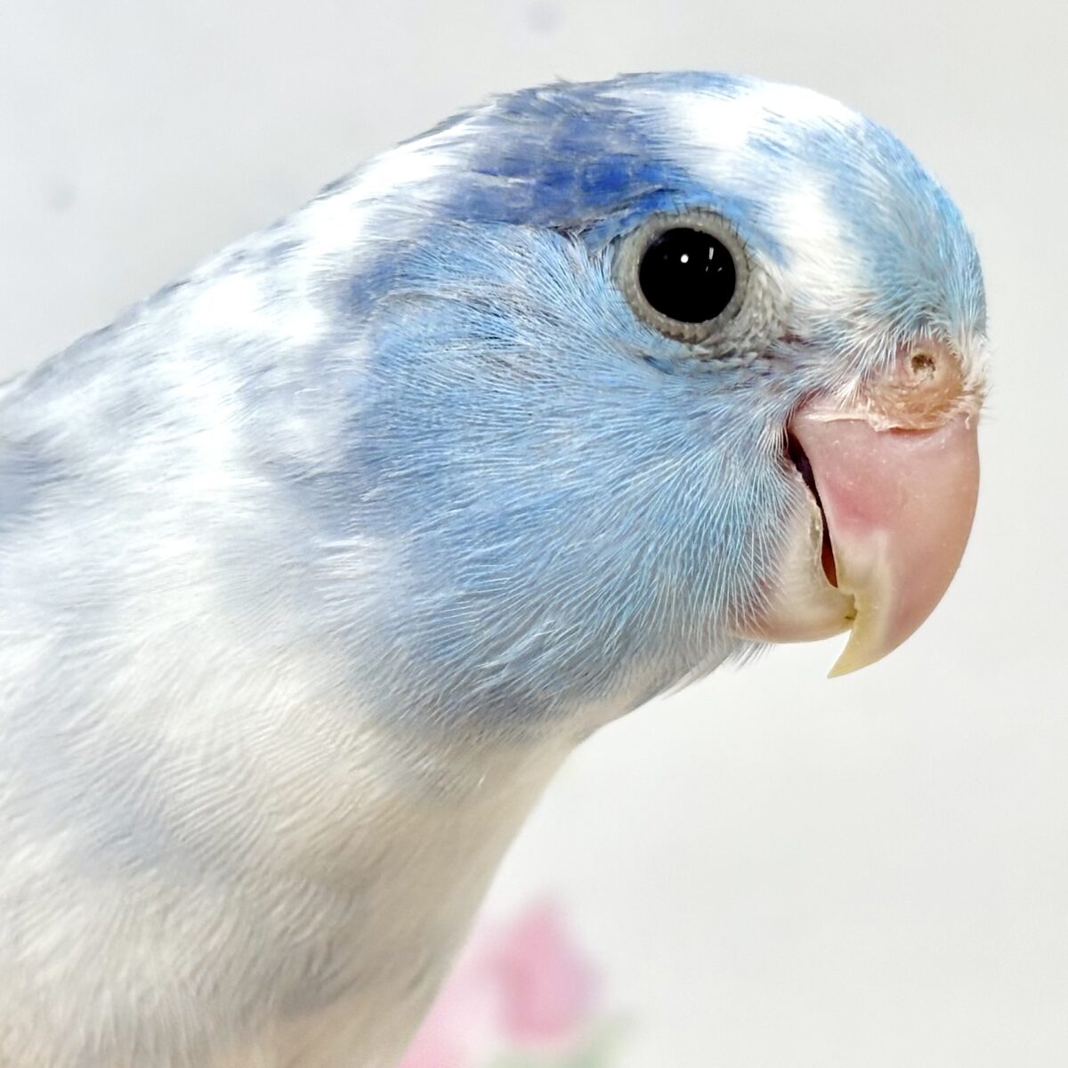 マメルリハ
