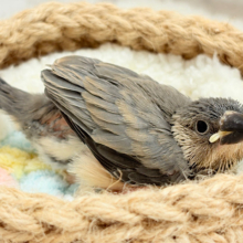 特技はどこでも寝れること🐣‏💤桜文鳥 ヒナ